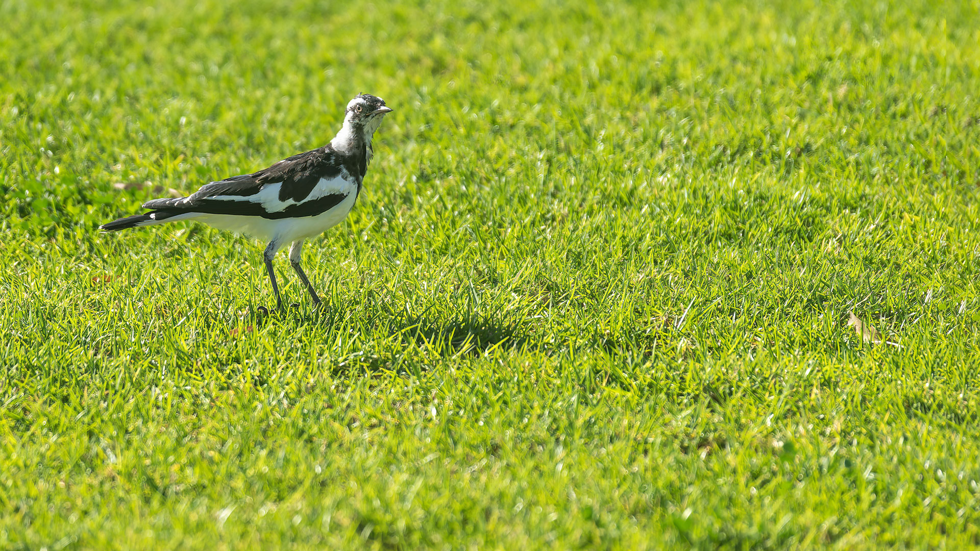 Kalberri - Stelzenmonarch